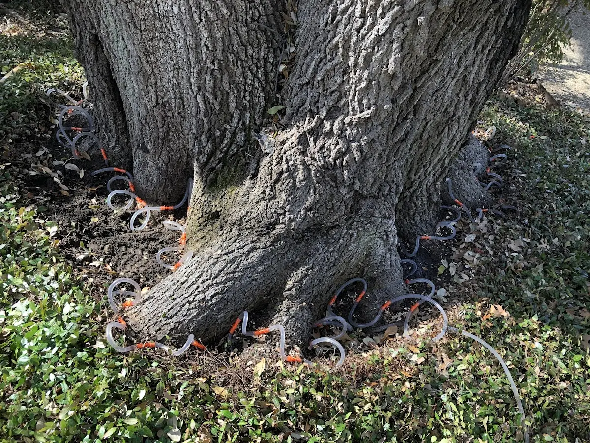 Detailed Tree Cabling and Bracing job site in Corapeake
