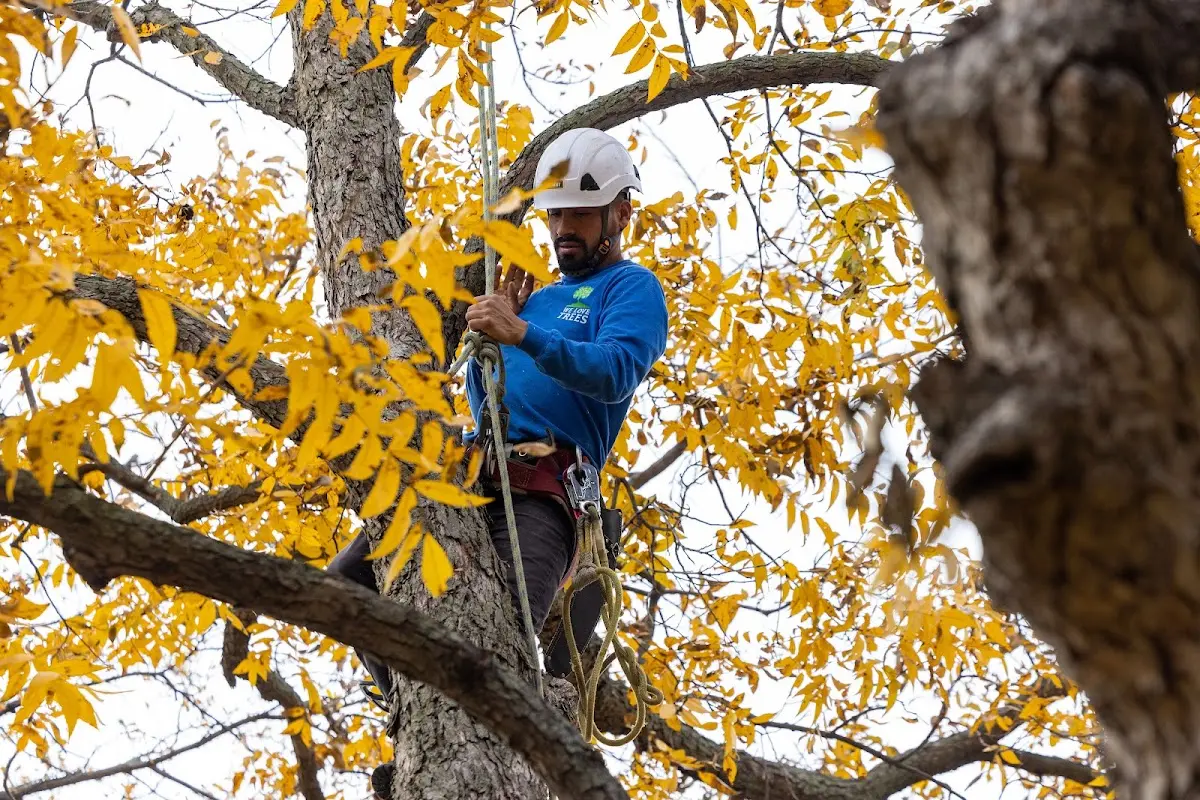 Skilled Tree Trimming crew working in Corapeake